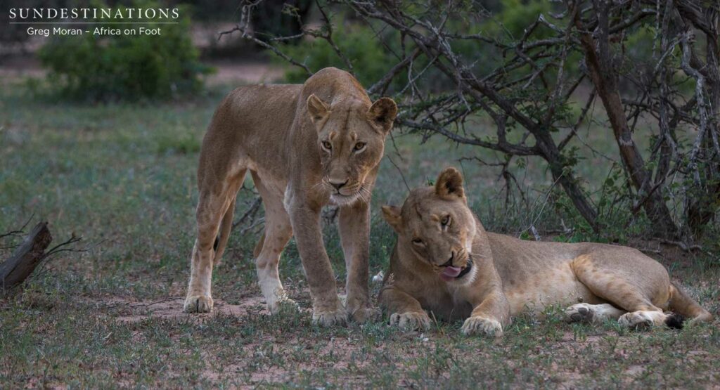 4 New lions turn up in the Klaserie 4 New lions turn up in the Klaserie