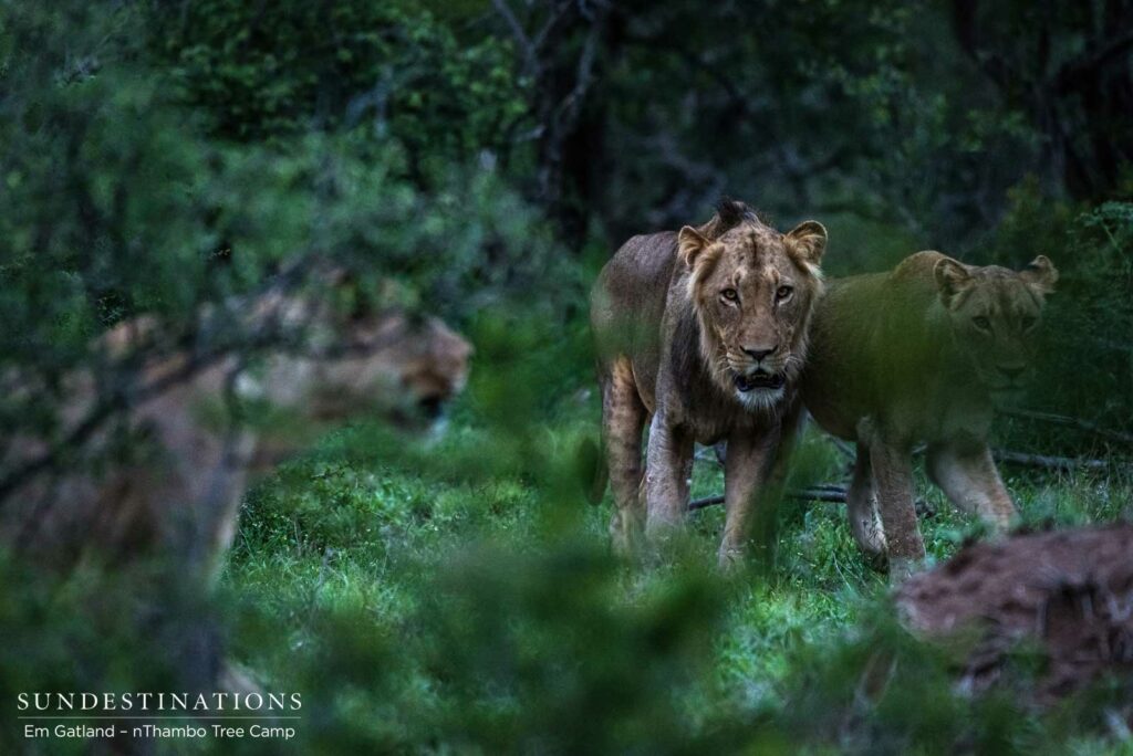 4 New lions turn up in the Klaserie 4 New lions turn up in the Klaserie