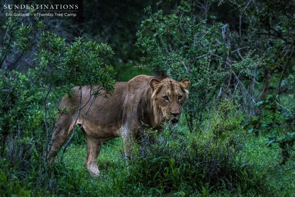 4 New lions turn up in the Klaserie 4 New lions turn up in the Klaserie