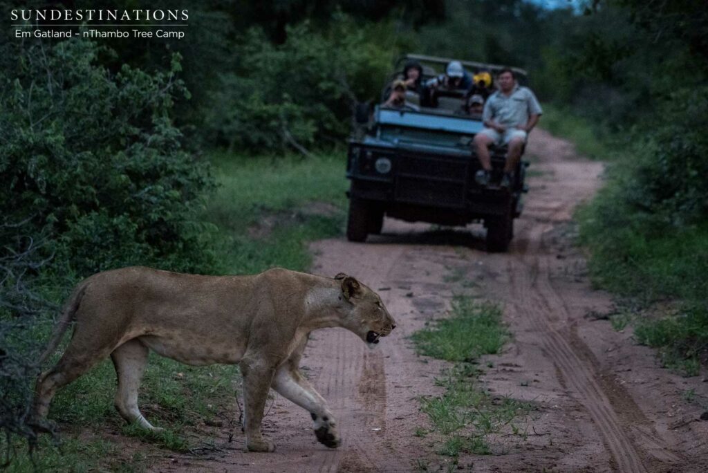 4 New lions turn up in the Klaserie 4 New lions turn up in the Klaserie