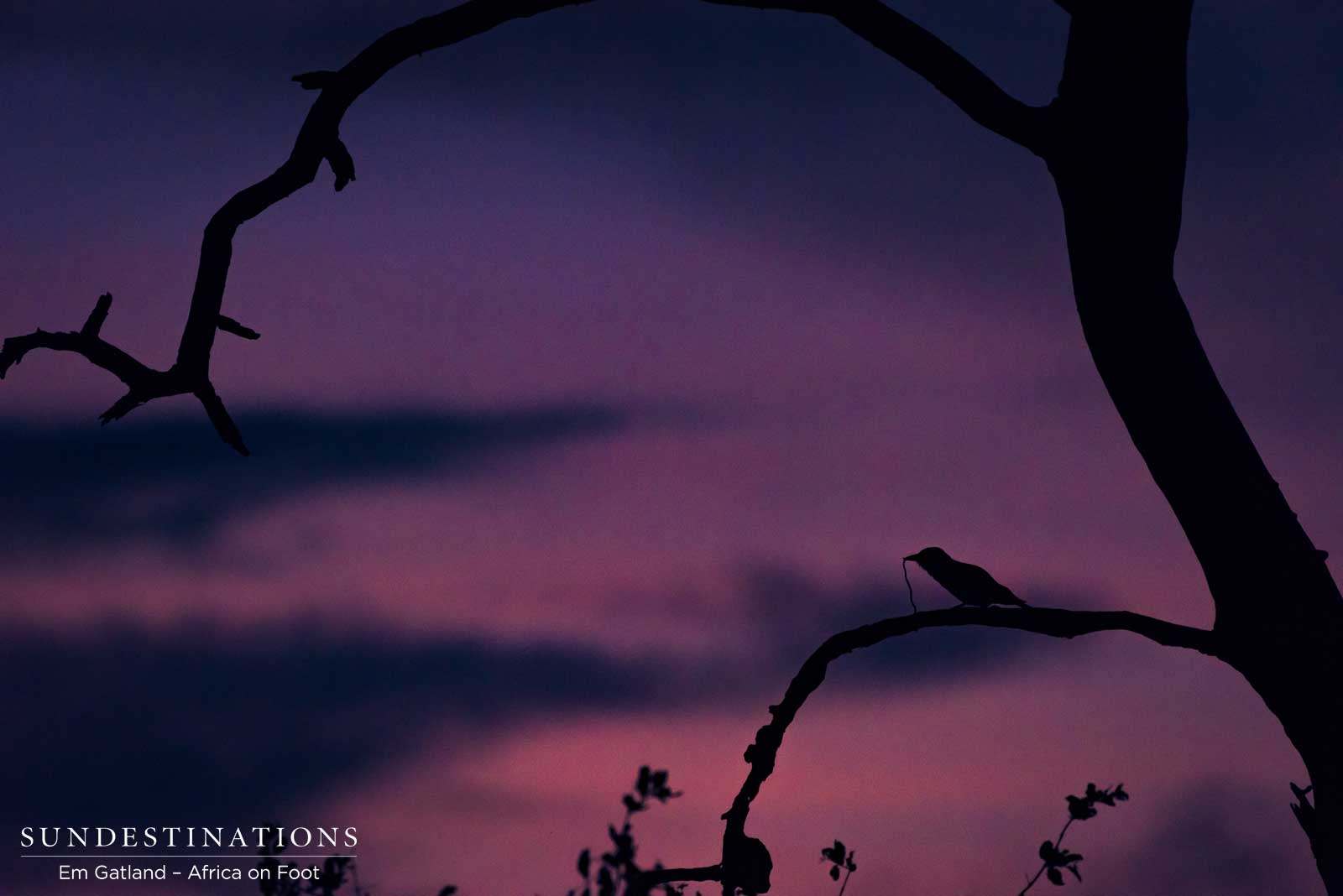 A spectacular watercolour sunset, decorated by a silhouetted roller devouring dinner A spectacular watercolour sunset, decorated by a silhouetted roller devouring dinner
