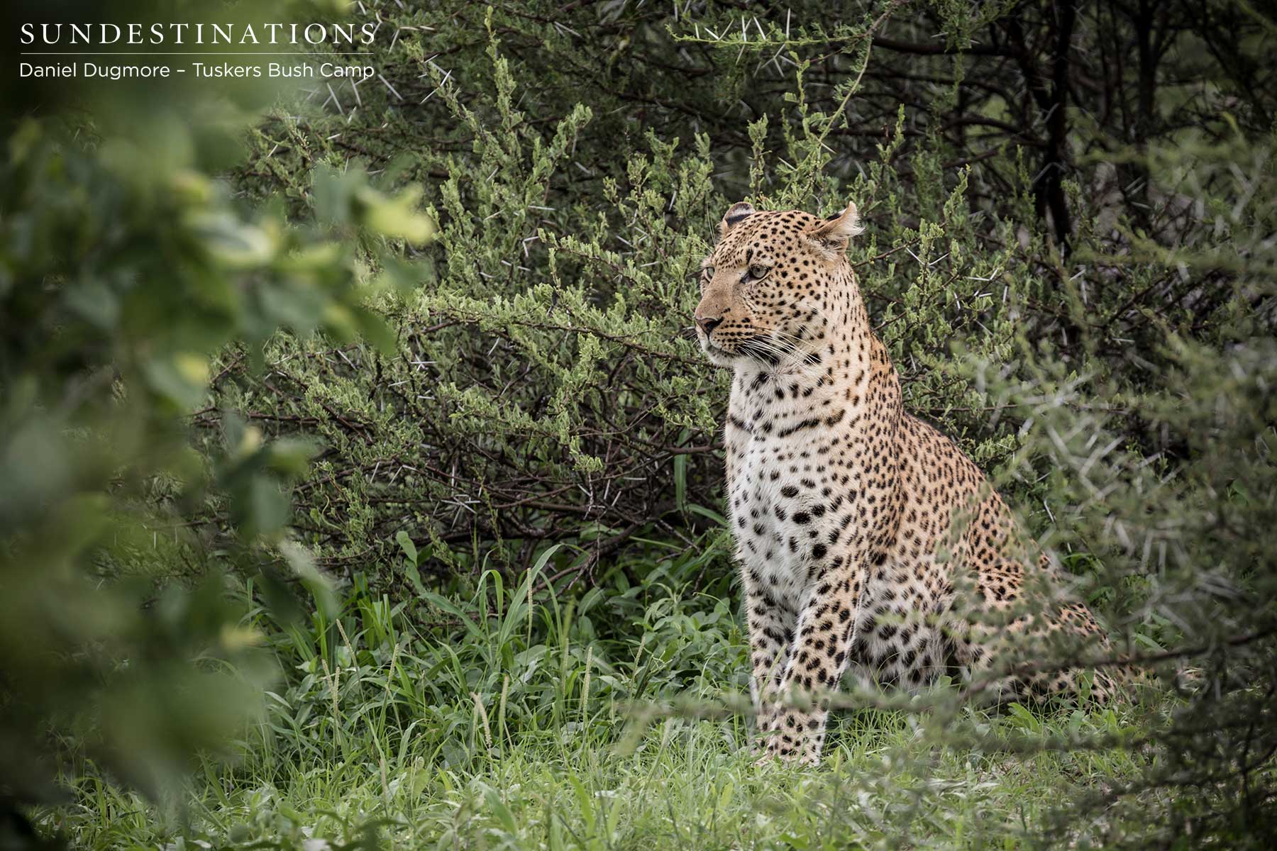 Male Leopard Tuskers Male Leopard Tuskers