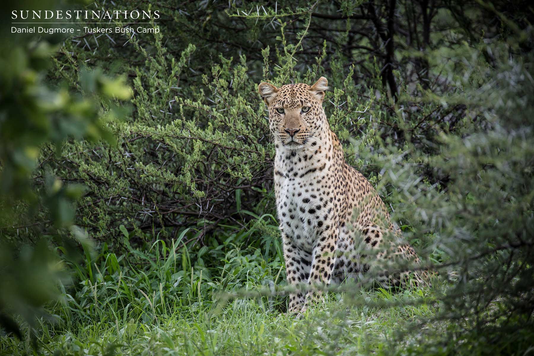 Male Leopard Looking at Camera Male Leopard Looking at Camera