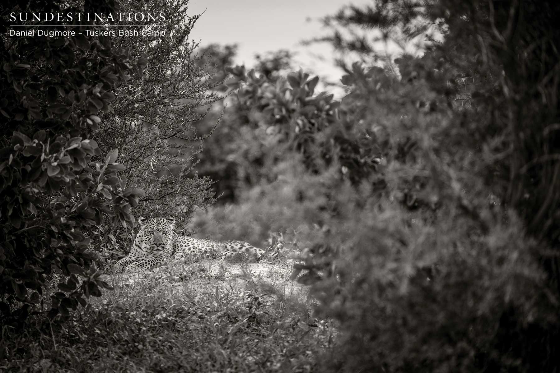 Leopard Tuskers Thickets Leopard Tuskers Thickets