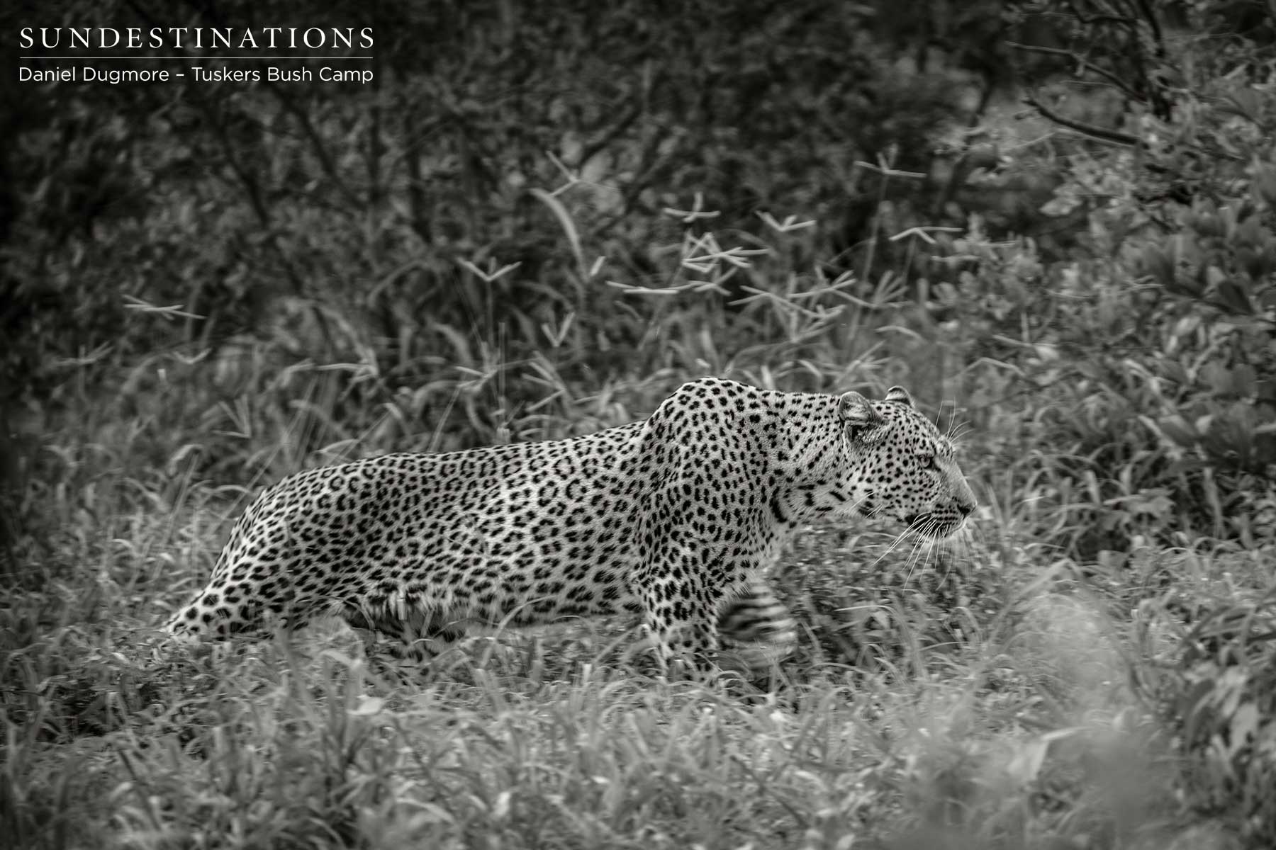 Male Leopard Tuskers Creeping Male Leopard Tuskers Creeping