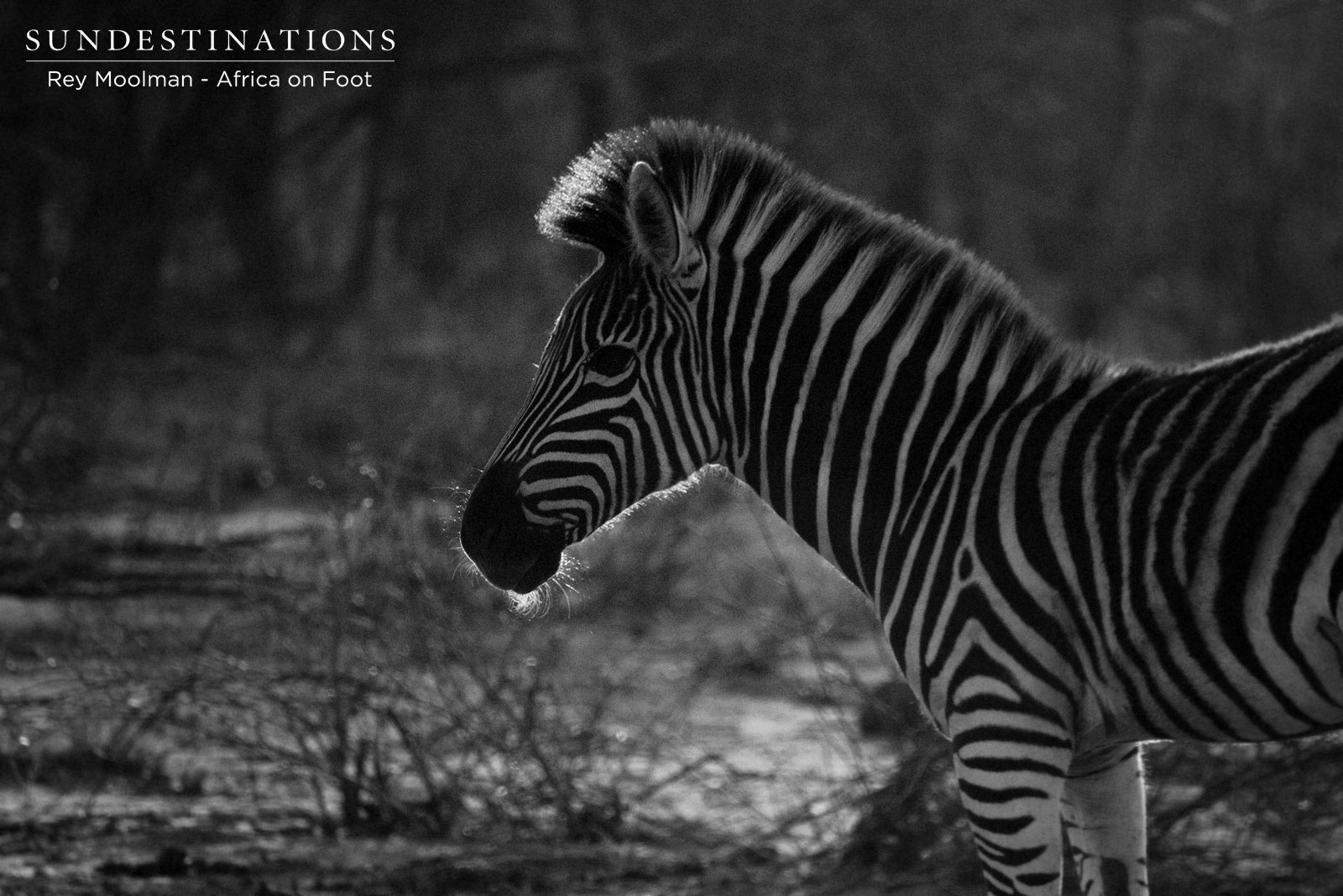 Africa on Foot Zebra Africa on Foot Zebra