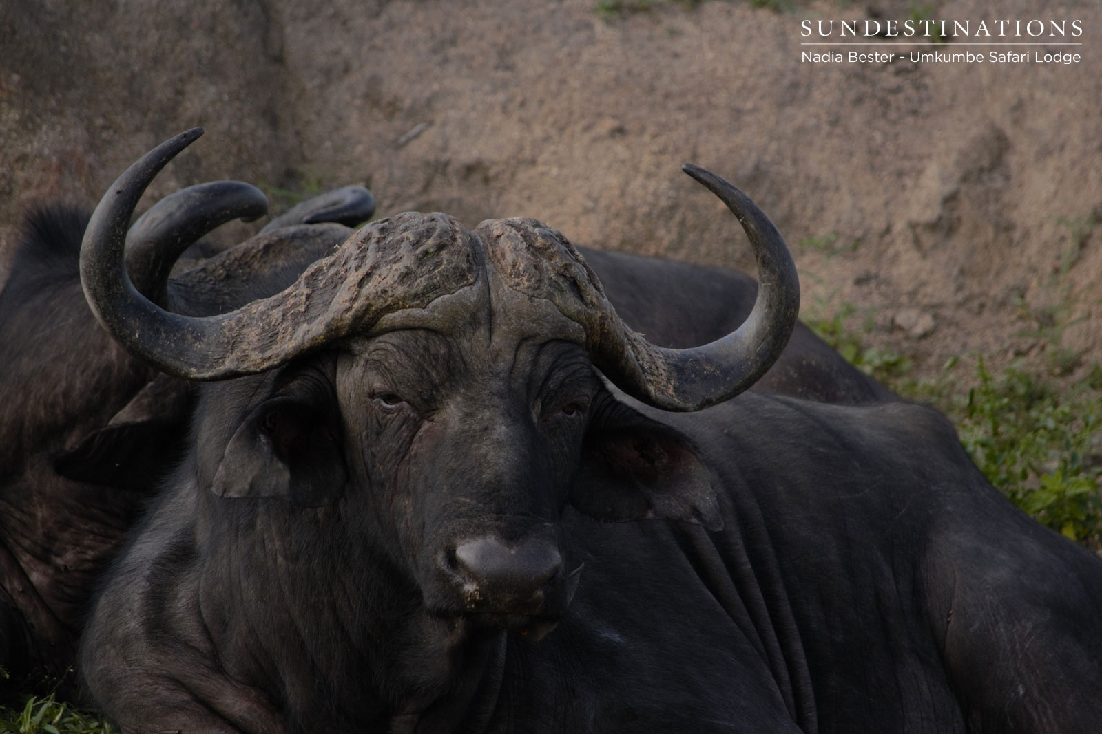 Umkumbe Buffalo Umkumbe Buffalo