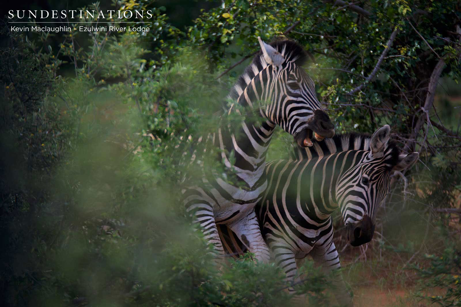 Ezulwini Zebra Ezulwini Zebra