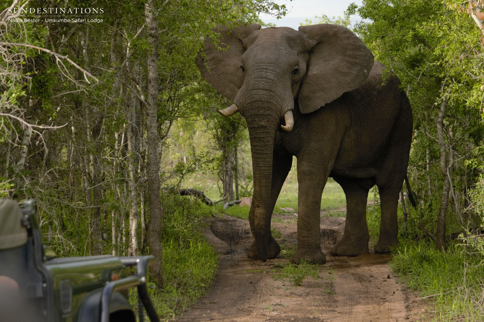 Elephants at Umkumbe Elephants at Umkumbe