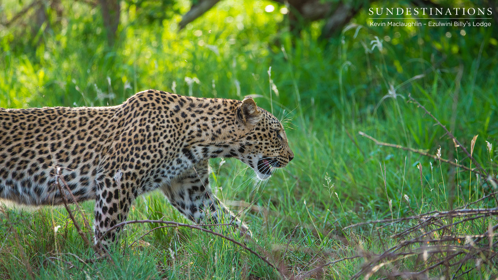 Unknown Leopardess Ezulwini Unknown Leopardess Ezulwini