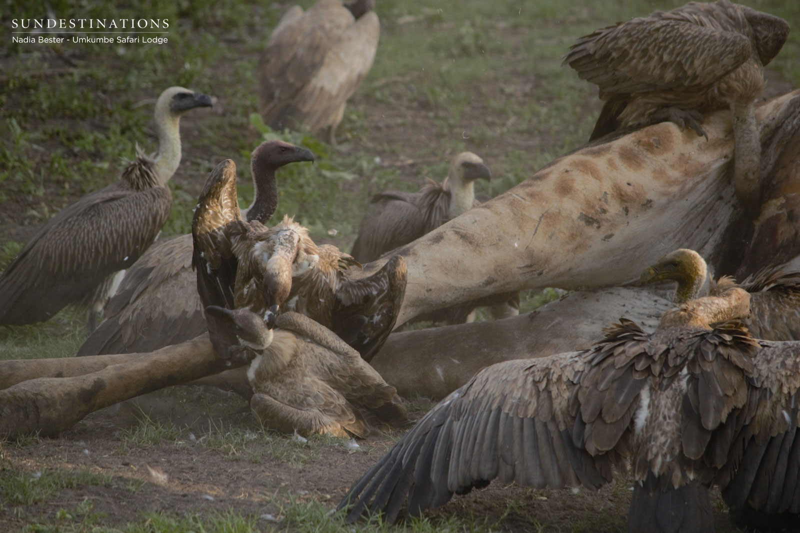 Vultures on Carcass Vultures on Carcass