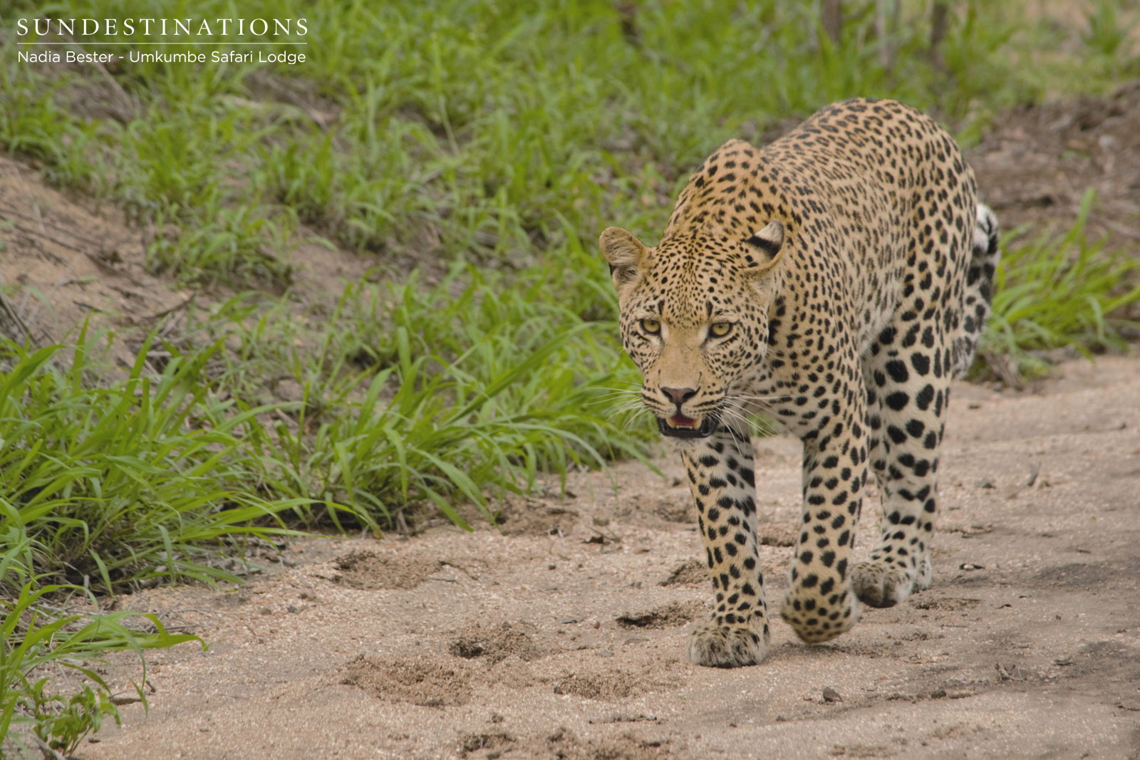 White Dam Cub White Dam Cub