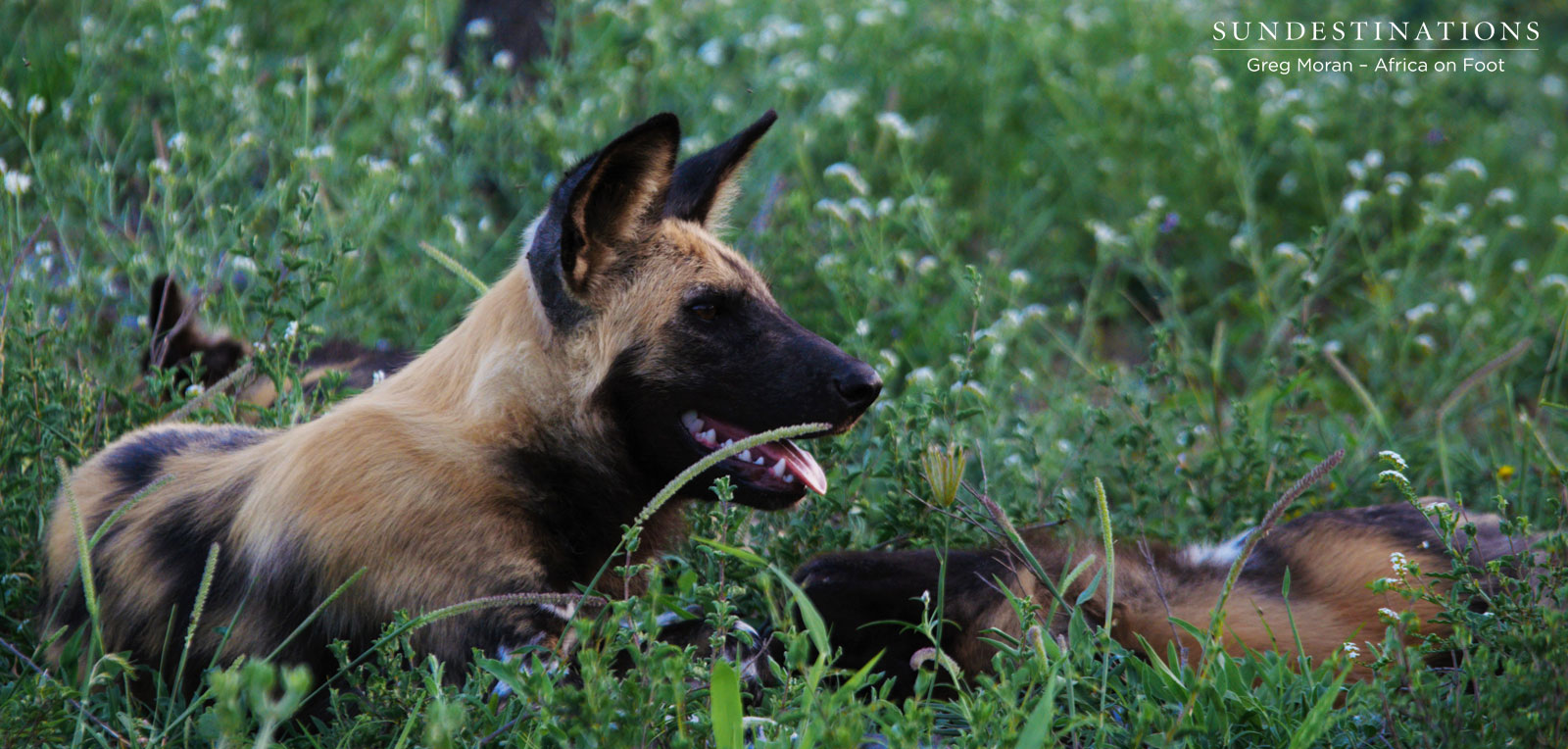 Africa on Foot Wild Dogs Africa on Foot Wild Dogs