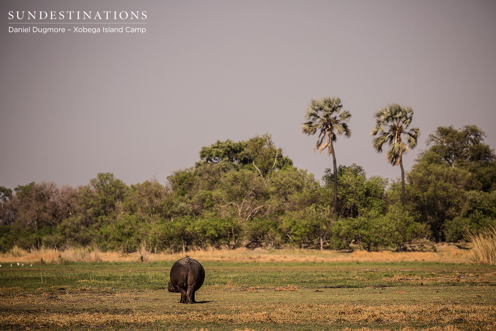 Xobega Island Hippo Xobega Island Hippo