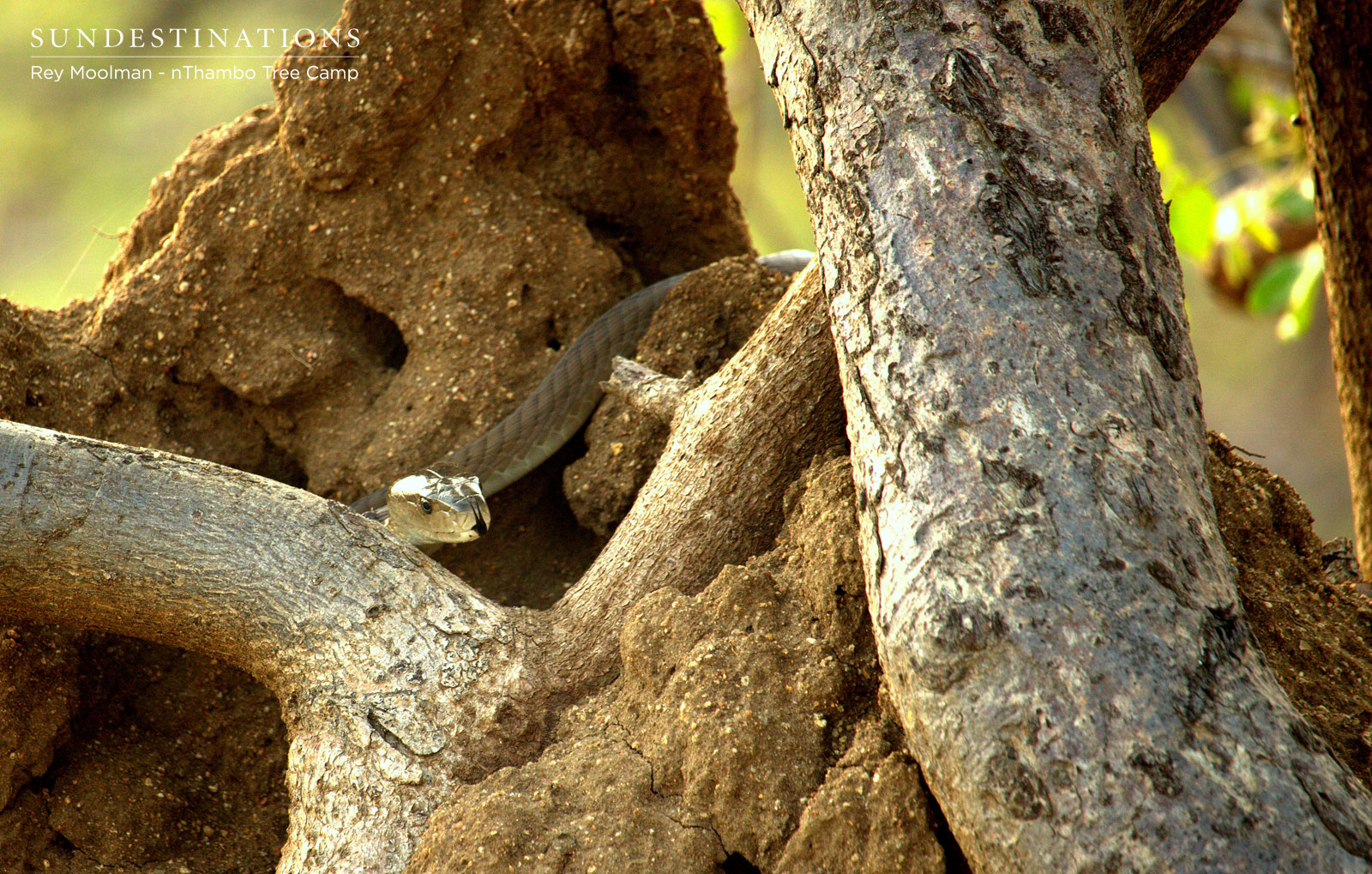 Black Mamba nThambo Black Mamba nThambo