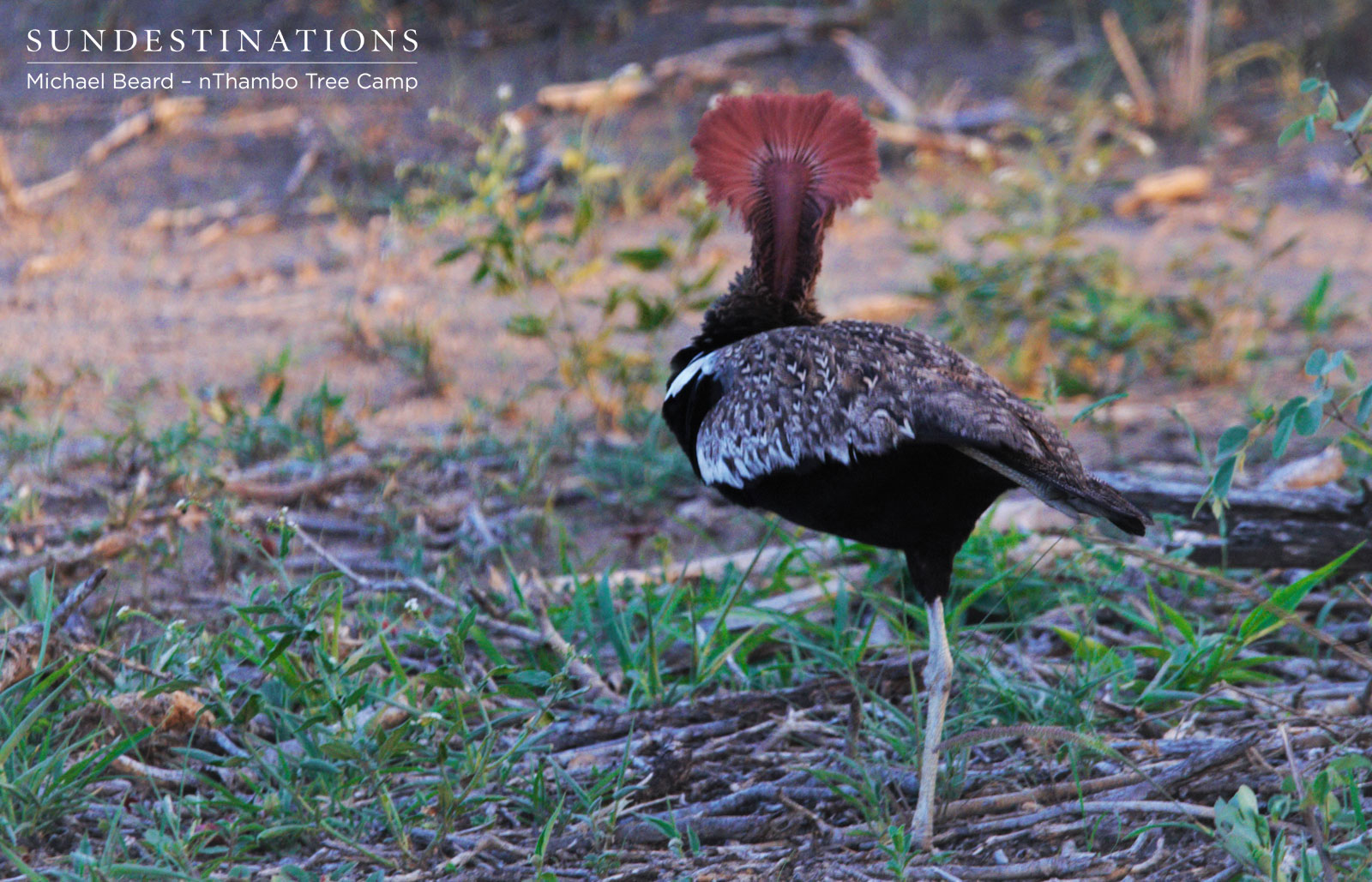 Red-crested Korhaan nThambo Red-crested Korhaan nThambo