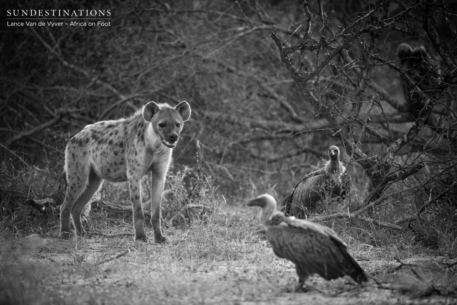 AOFHyena Africa on Foot Scavengers