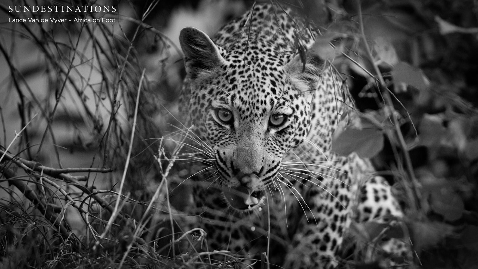 Africa on Foot Leopard Africa on Foot Leopard