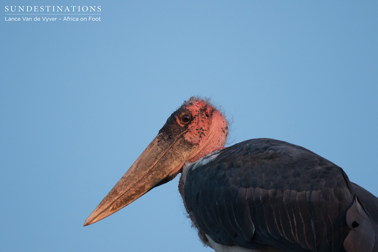 Africa on Foot Marabou Stork Africa on Foot Marabou Stork