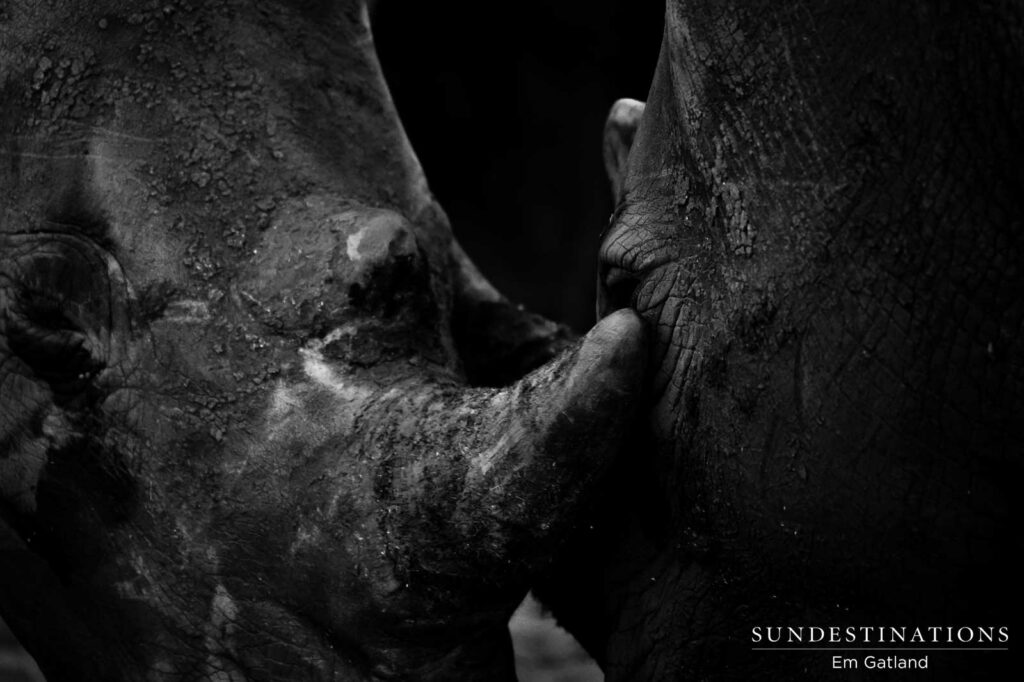 Remembering Rhinos Remembering Rhinos