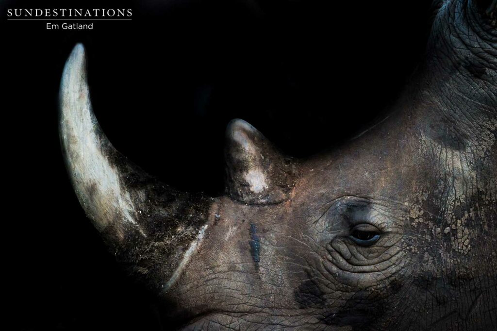 Remembering Rhinos Remembering Rhinos