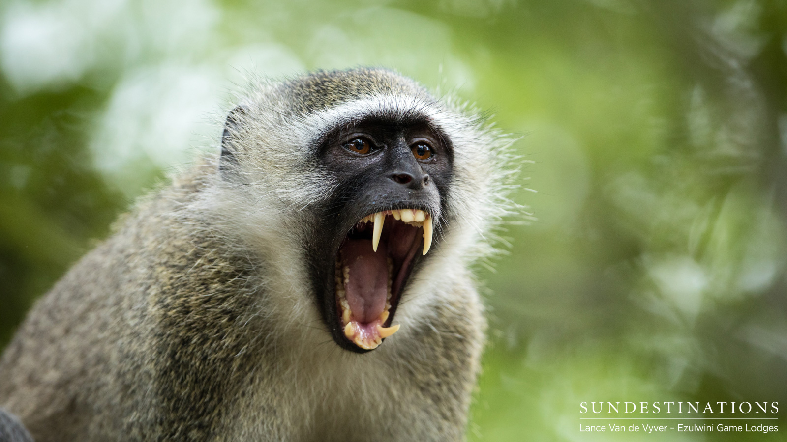 Baboon Ezulwini Game Lodges Baboon Ezulwini Game Lodges