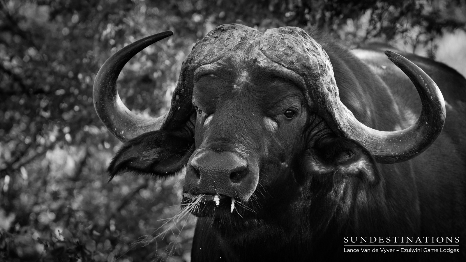 Buffalo Ezulwini Buffalo Ezulwini