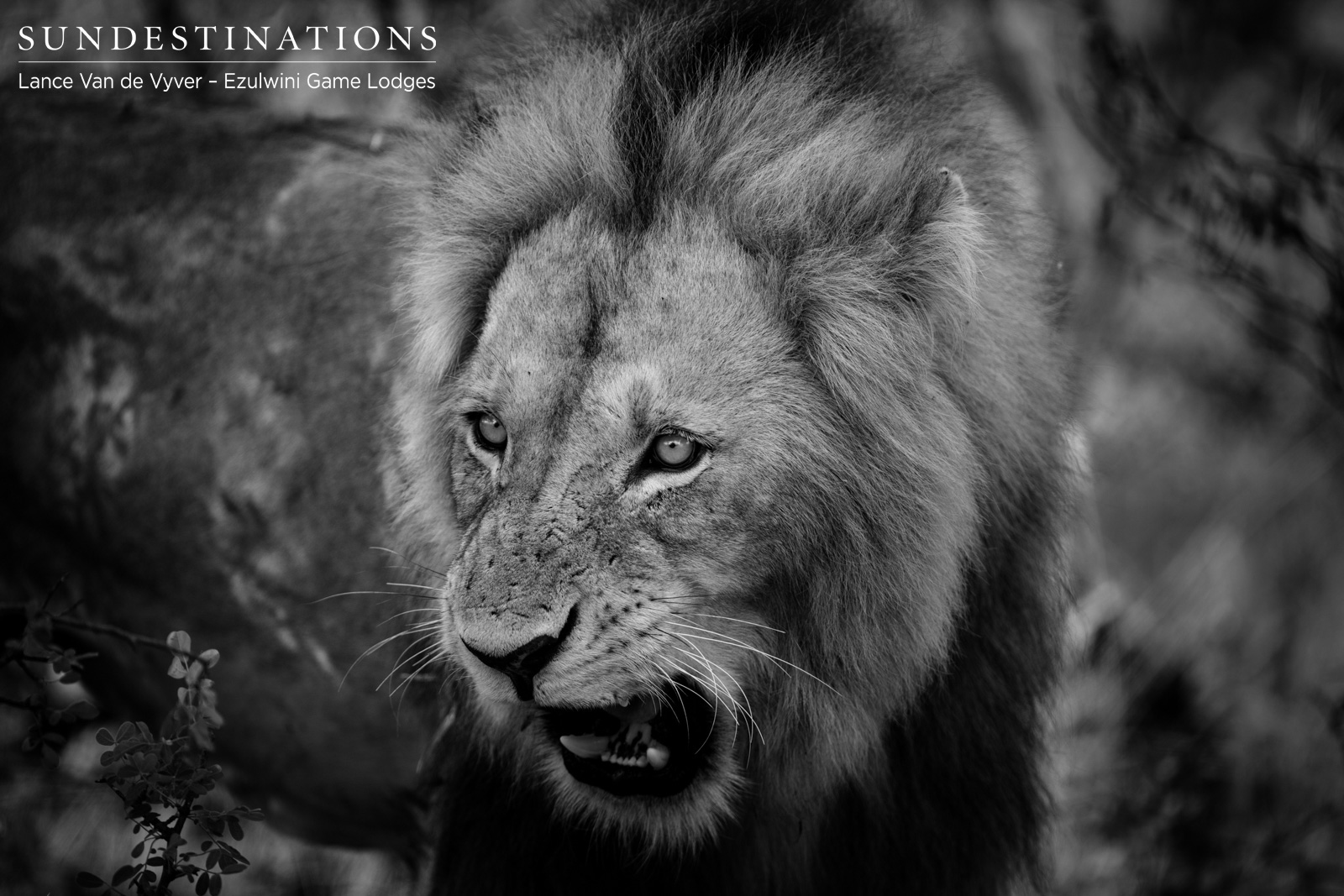 Mohlabetsi Male Lion Mohlabetsi Male Lion