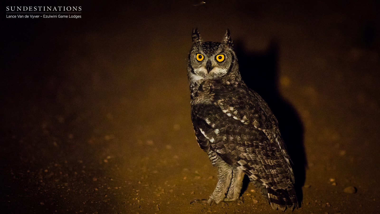 Spotted Eagle Owl Spotted Eagle Owl