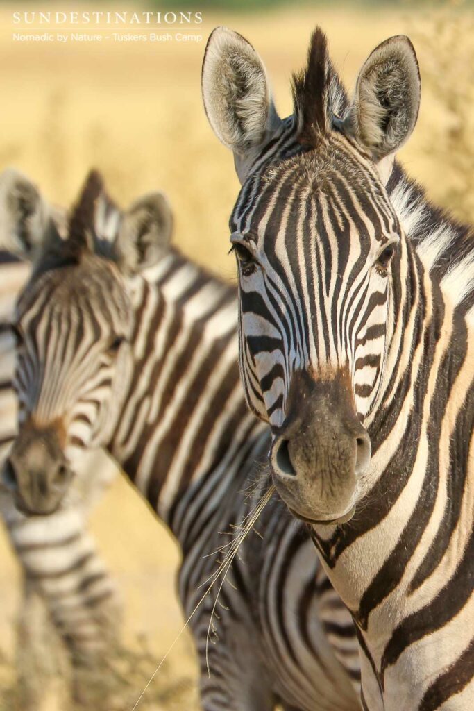 Moremi Game Reserve Self Drive from Tuskers Bush Camp Moremi Game Reserve Self Drive from Tuskers Bush Camp