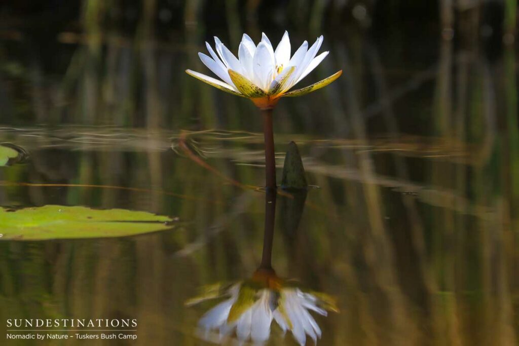 Moremi Game Reserve Self Drive from Tuskers Bush Camp Moremi Game Reserve Self Drive from Tuskers Bush Camp