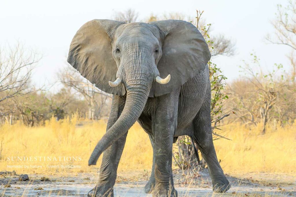 Moremi Game Reserve Self Drive from Tuskers Bush Camp Moremi Game Reserve Self Drive from Tuskers Bush Camp