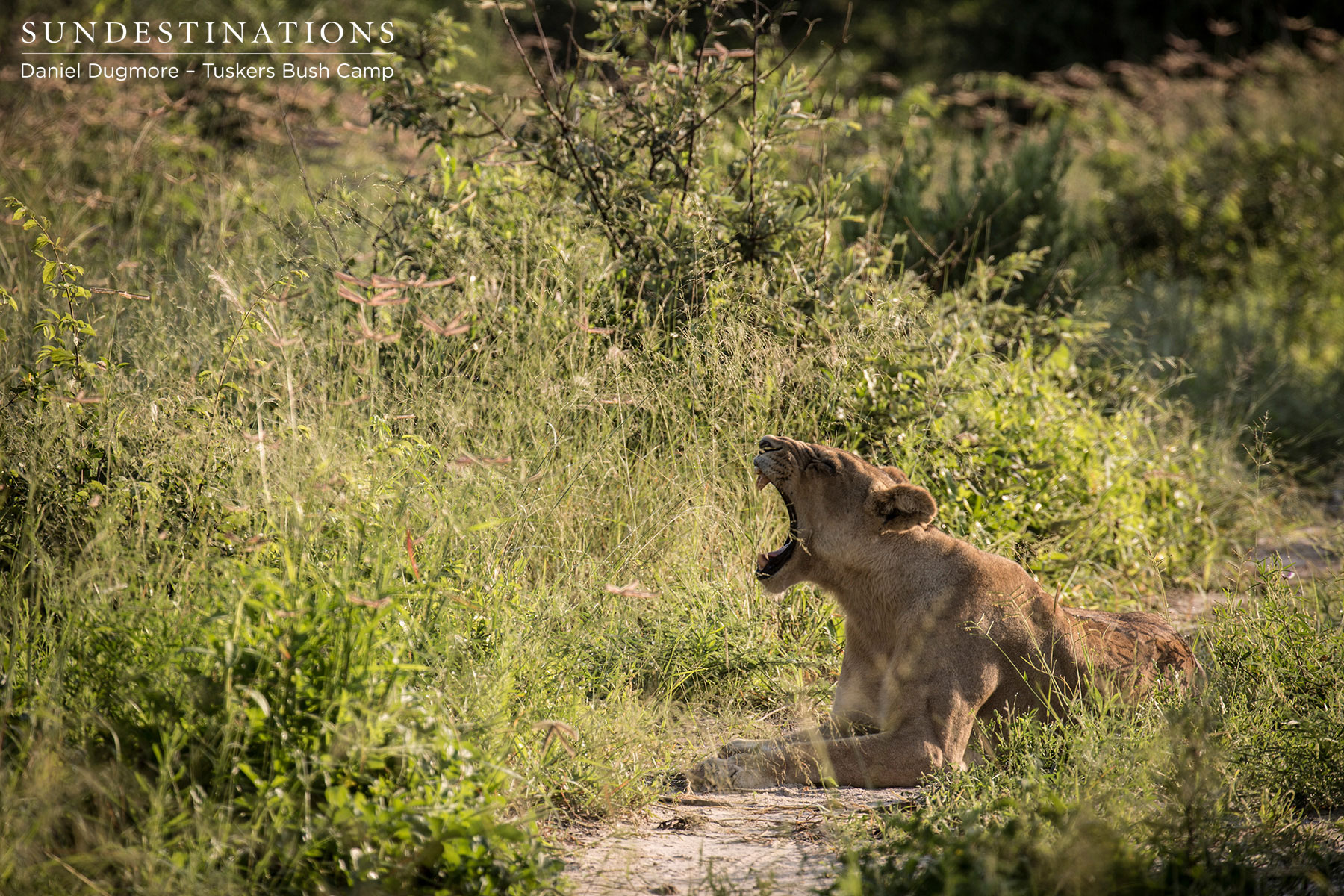 Tuskers Lioness Tuskers Lioness