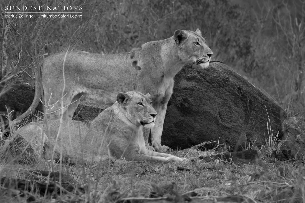 Umkumbe Mhangeni Umkumbe Mhangeni