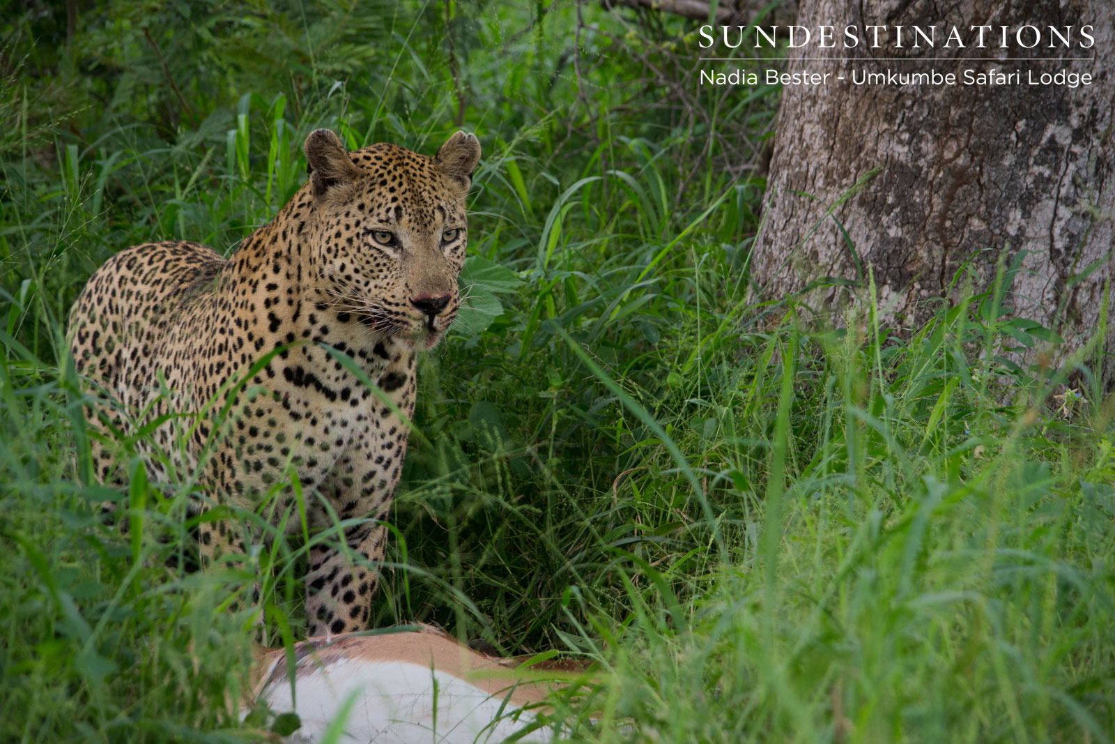 Umkumbe Mxabene Umkumbe Mxabene