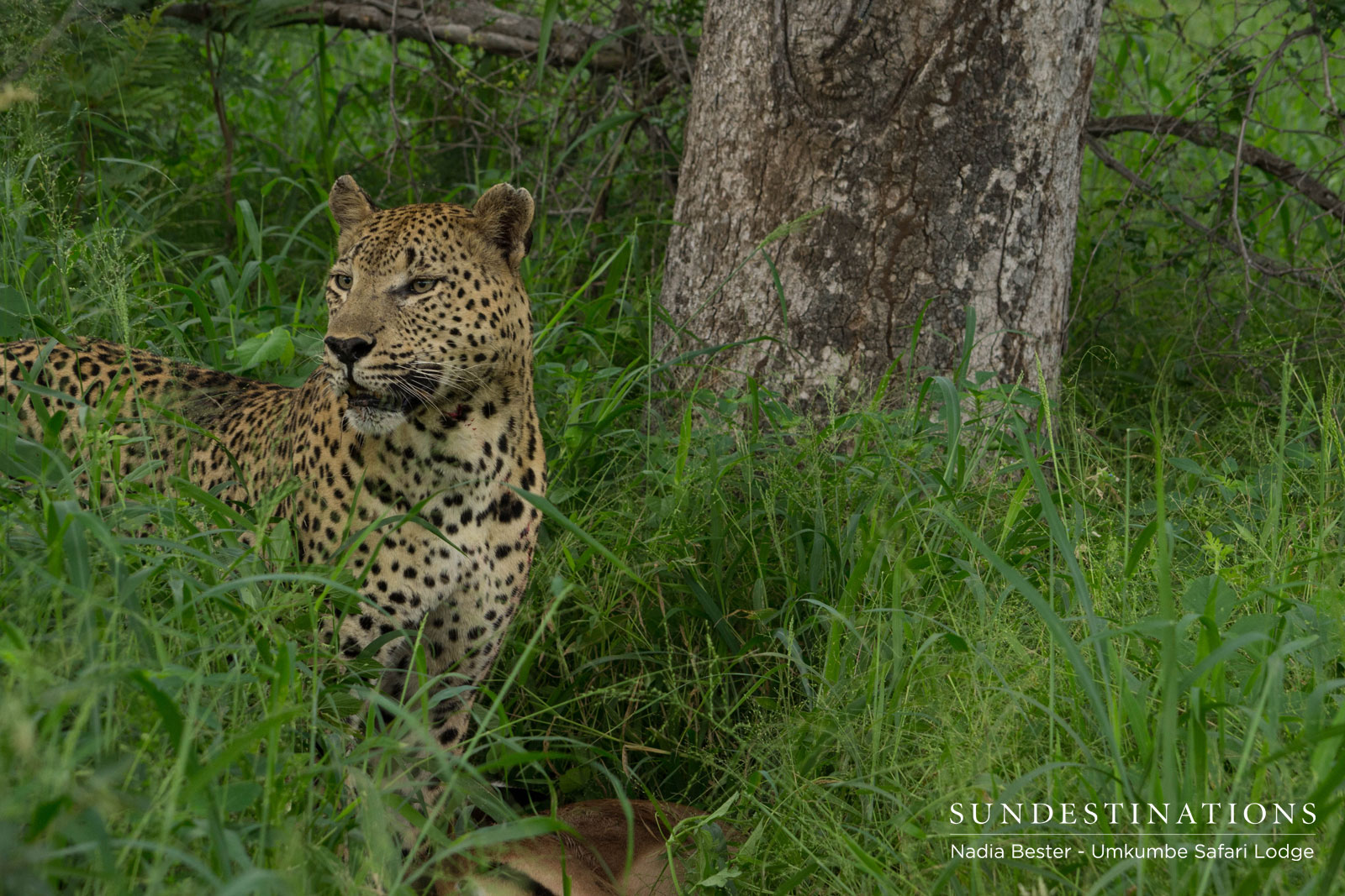 Umkumbe Mxabene in the Grass Umkumbe Mxabene in the Grass