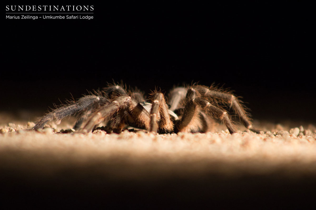 Umkumbe Spider Umkumbe Spider