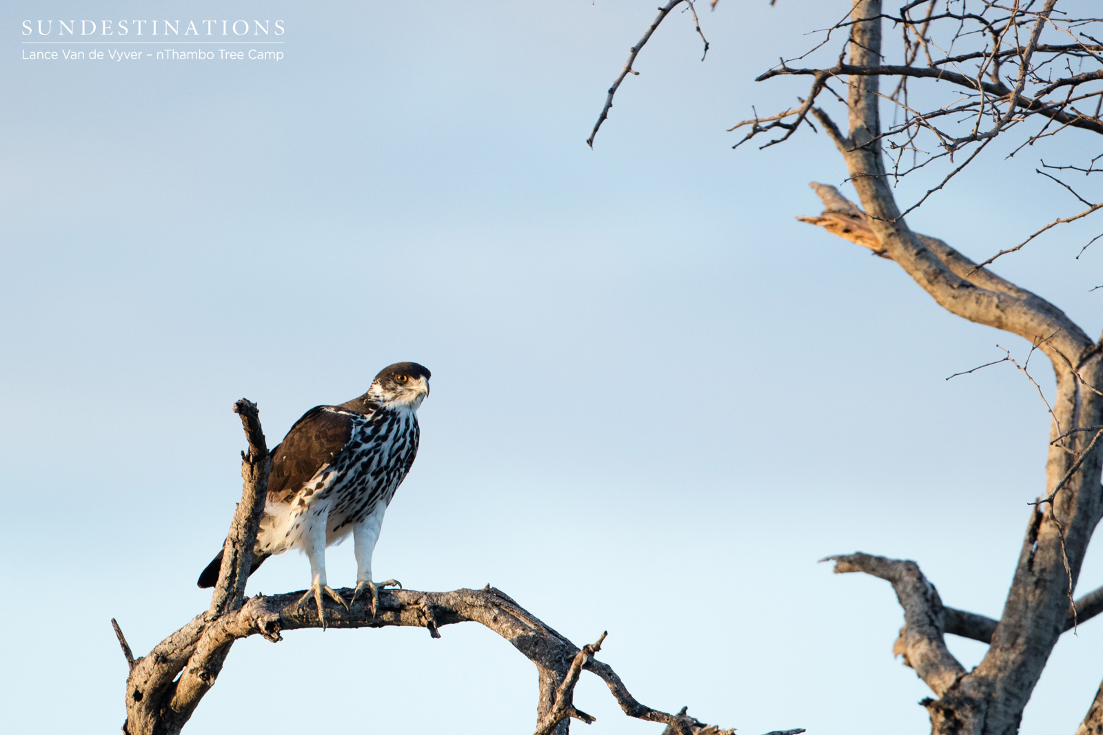 nThambo Eagle nThambo Eagle