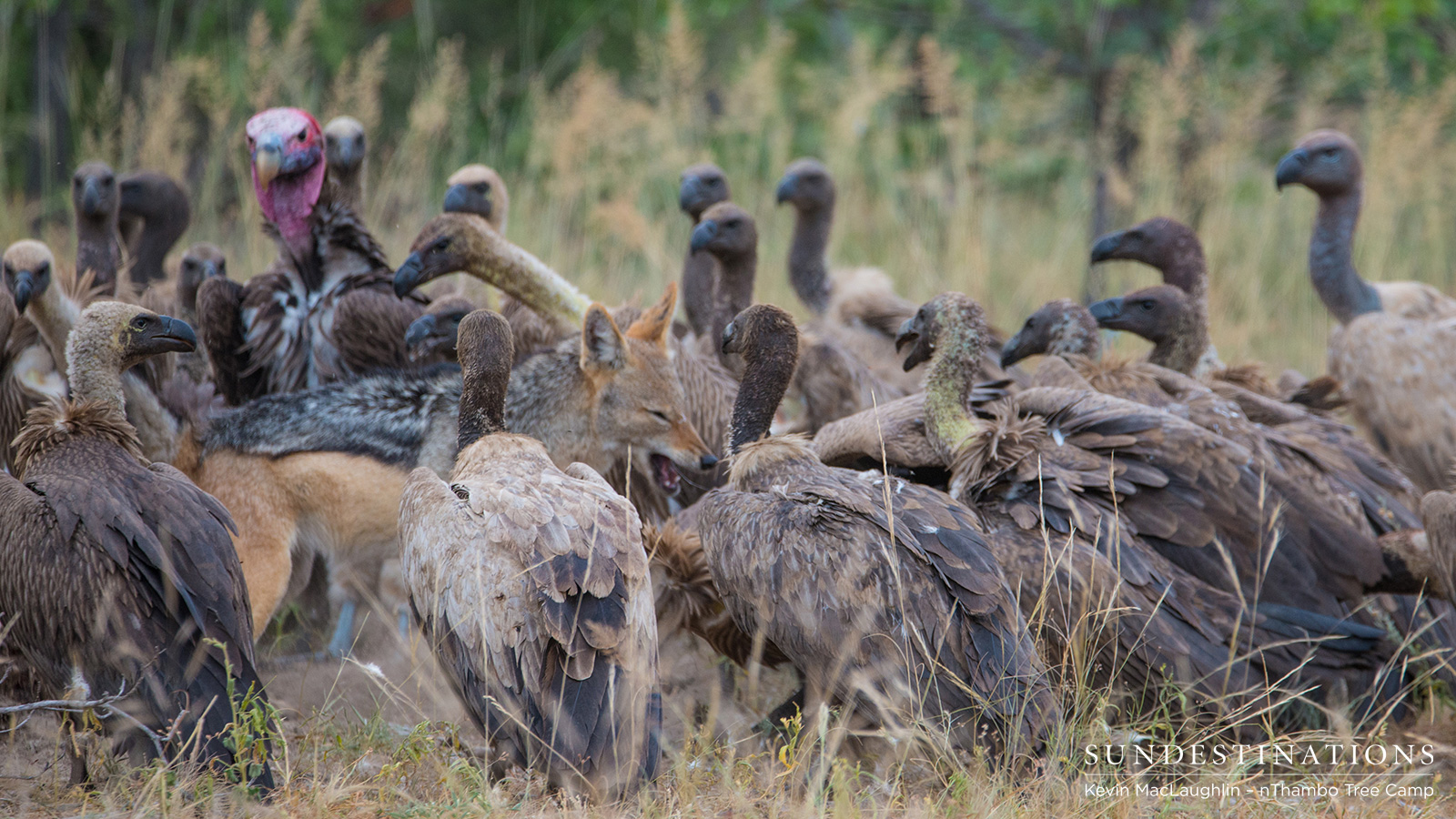 nThambo Hyena and Vultures nThambo Hyena and Vultures