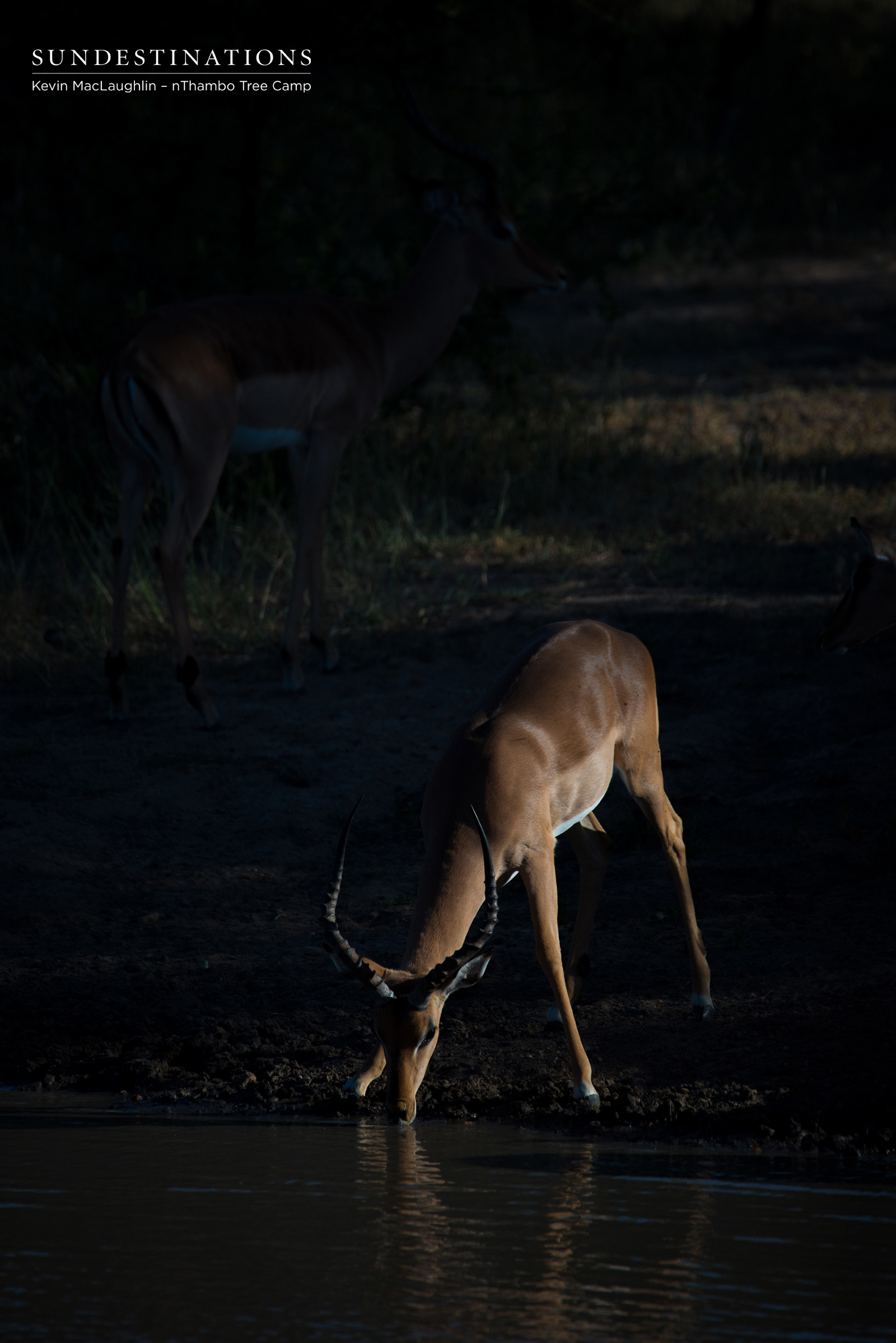 nThambo Impala nThambo Impala