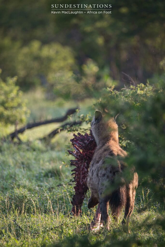 Hyena stealing leopards' kill Hyena stealing leopards' kill