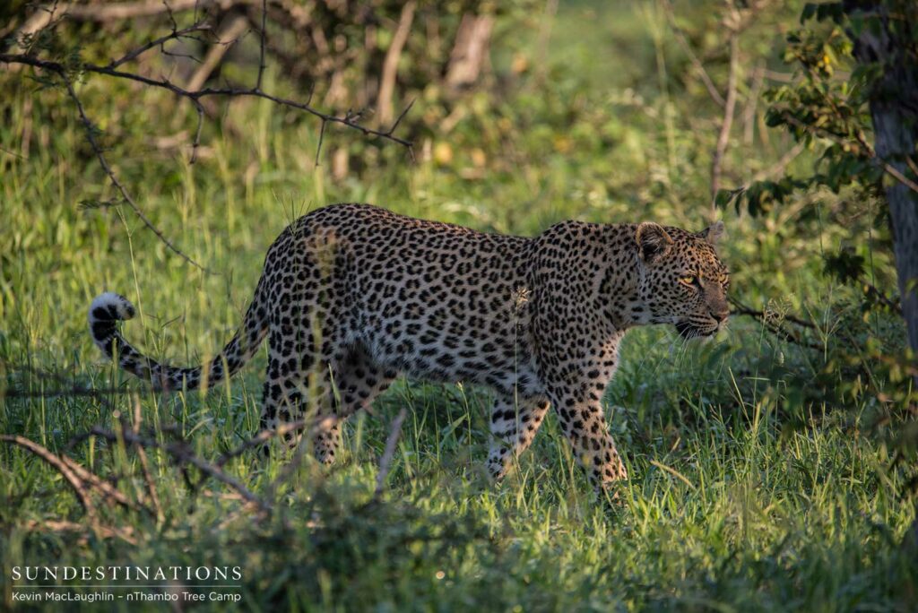 Following the hyenas through the bush Following the hyenas through the bush