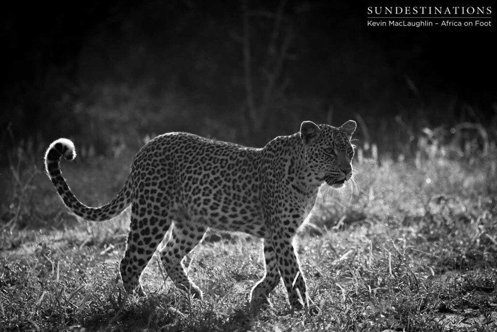 Following the hyenas through the bush Following the hyenas through the bush