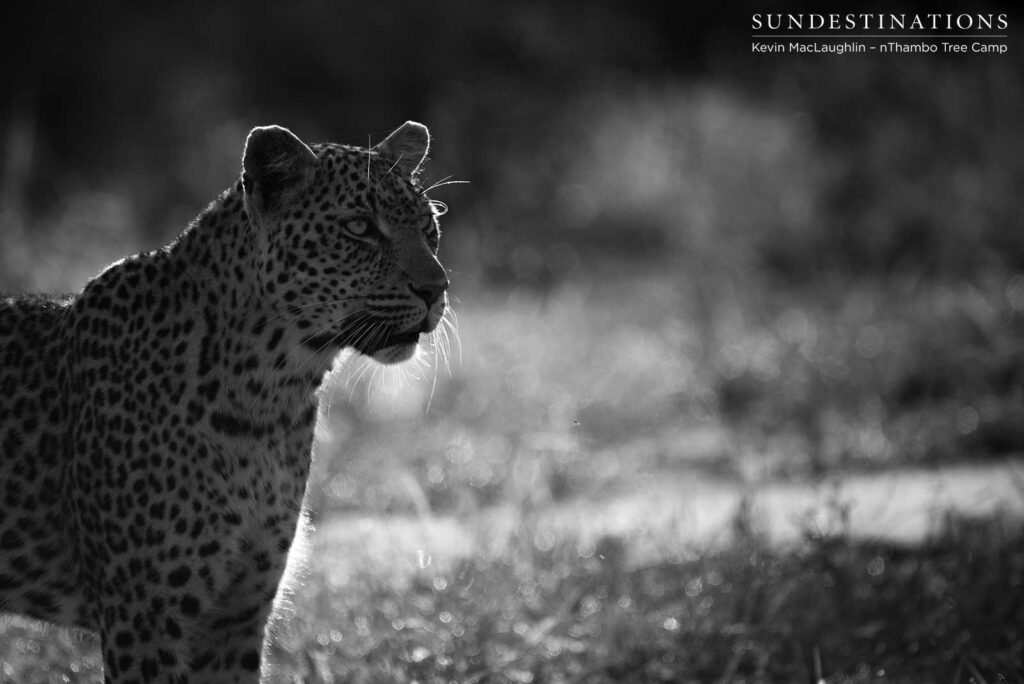 Following the hyenas through the bush Following the hyenas through the bush