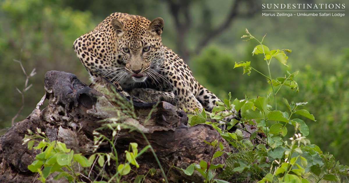 Kigelia Umkumbe Kigelia Umkumbe