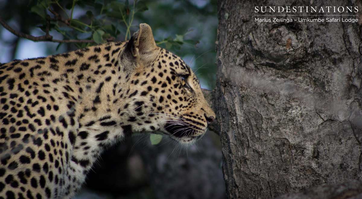 Tatowa Umkumbe Sabi Sand Tatowa Umkumbe Sabi Sand