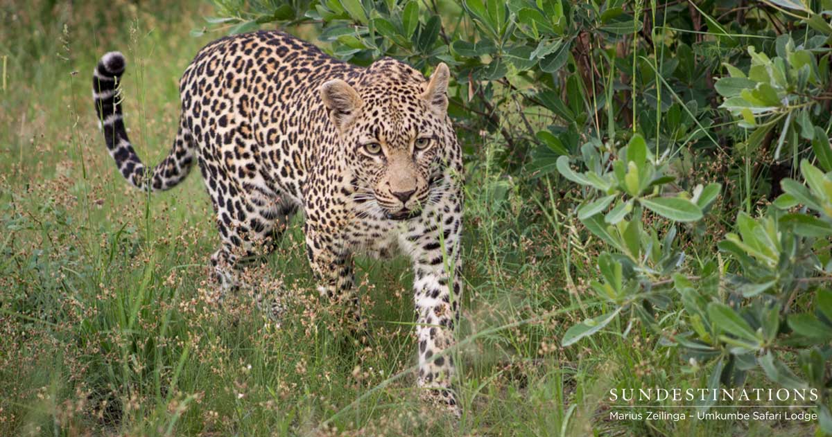 Sabi Sand Tatowa Sabi Sand Tatowa