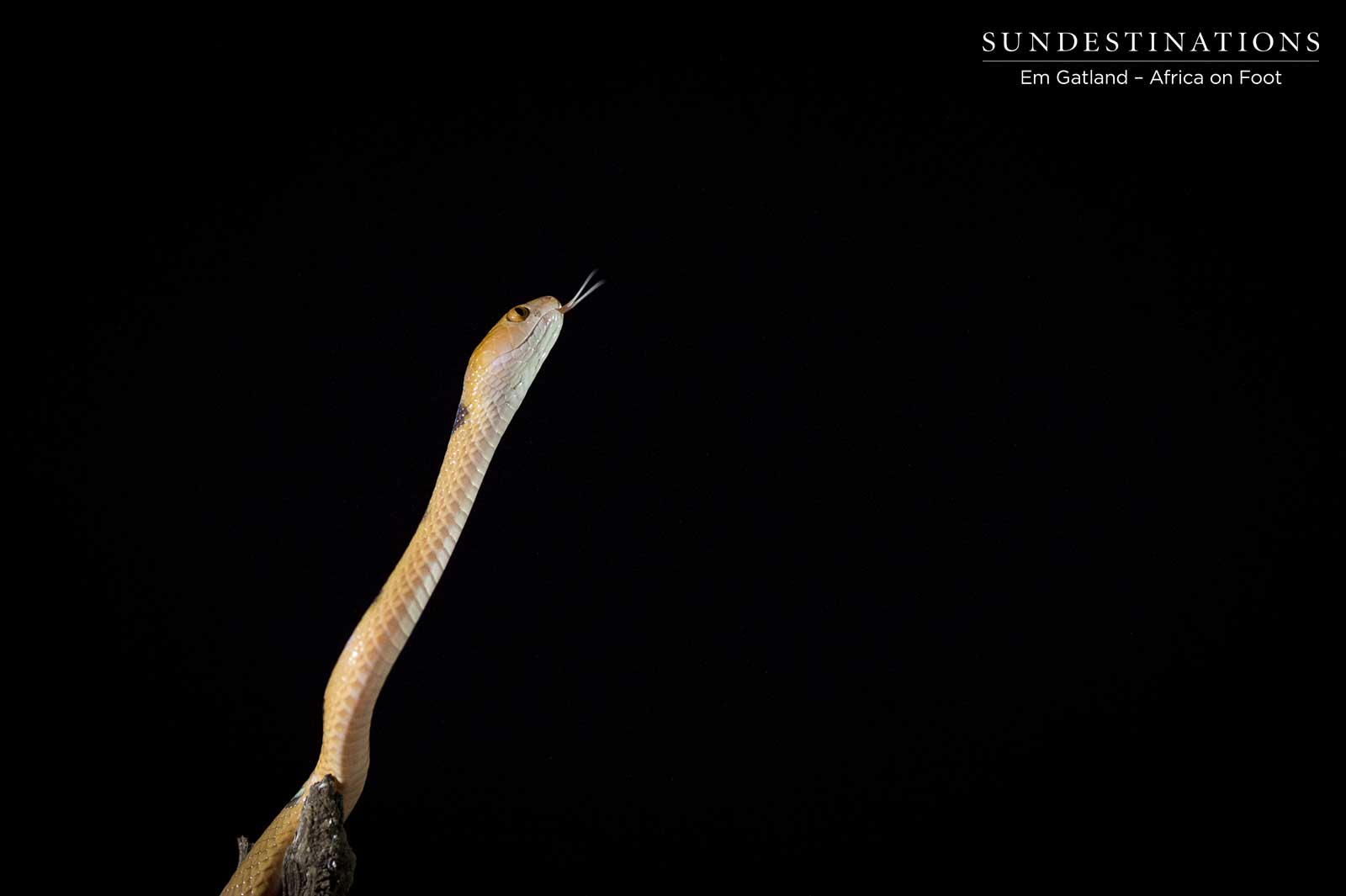 Tiger Snake South Africa Tiger Snake South Africa