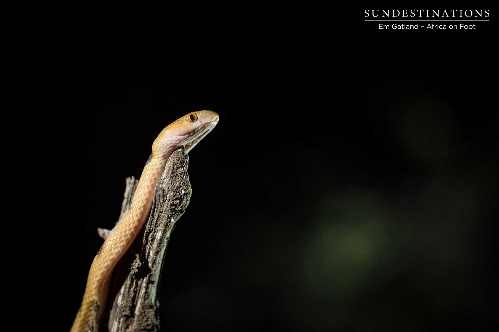 Tiger Snake Emerging Tiger Snake Emerging