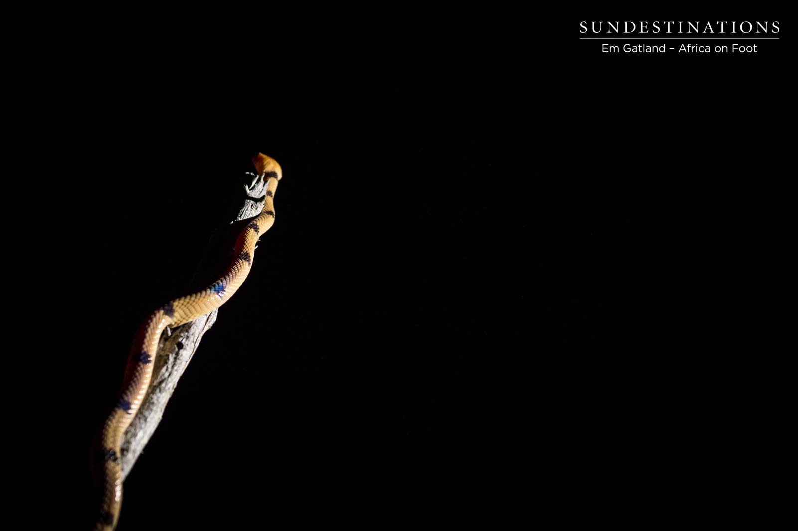 Common Tiger Snake Klaserie Common Tiger Snake Klaserie